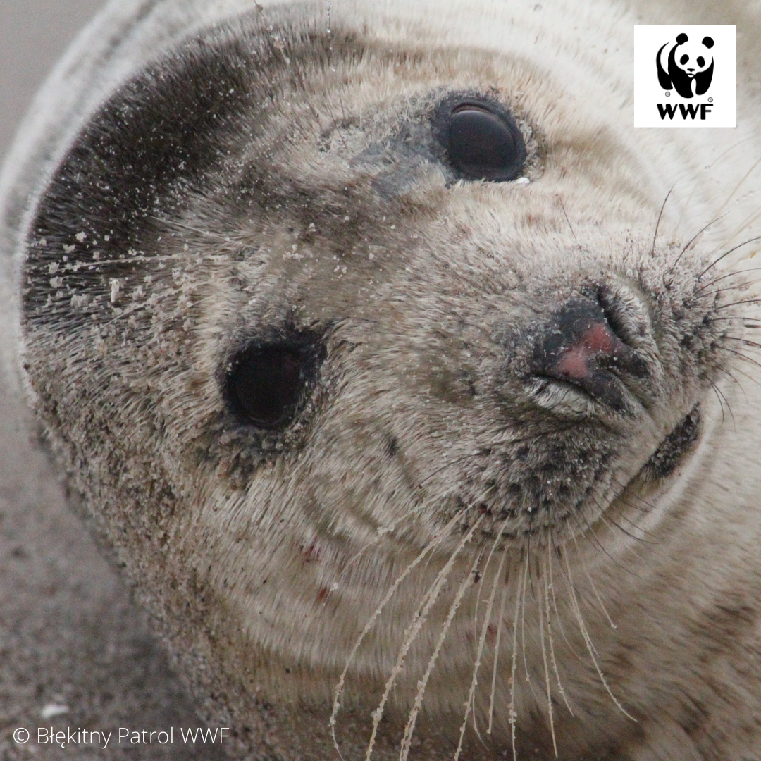 This year’s first seals have appeared over the Baltic Sea