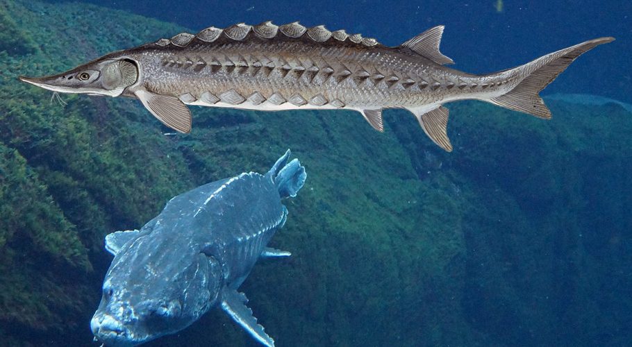 sturgeon atlantic