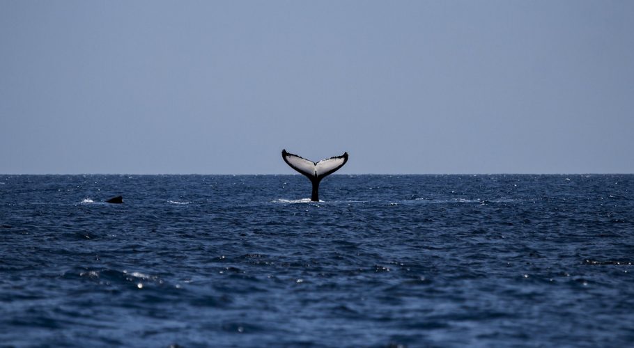 whale